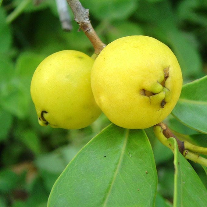 Guava Yellow Cherry 180mm