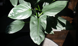 PHILODENDRON SILVER SWORD [Sz:130MM]