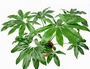 Philodendron GOELDII [Sz:130MM]