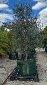 Olea Swan Hill Olive Tree [Sz:300LT]