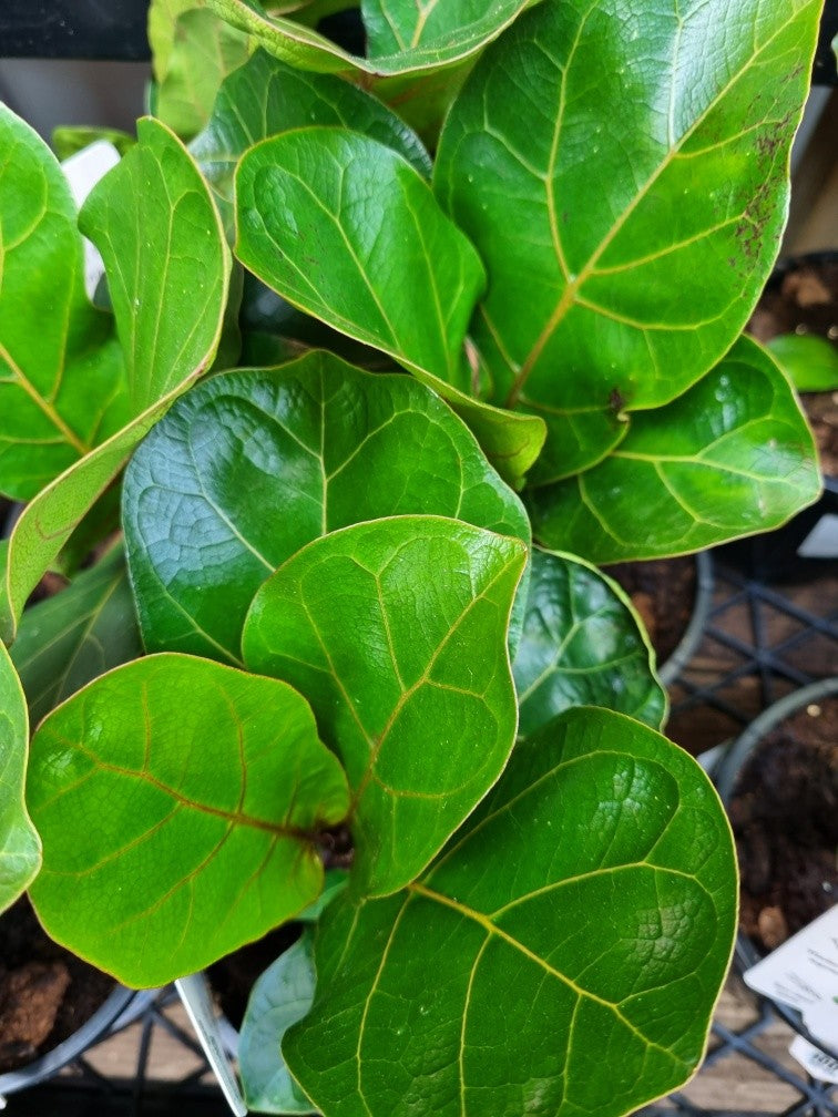 Fiddle- leaf Fig - Ficus lyrata 'Bambino'