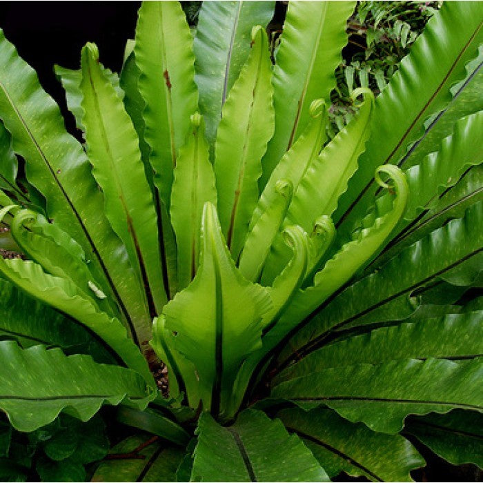 BIRDS NEST FERN