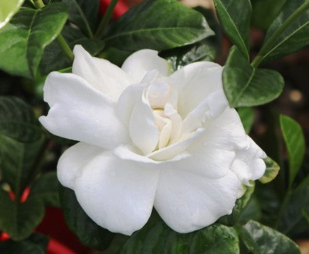 Gardenia 'True Love'