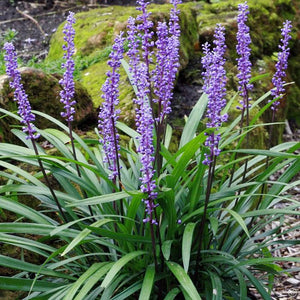 Liriope muscari 'Evergeen Giant'