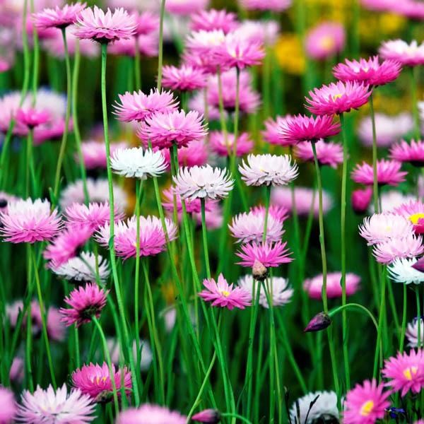 Rhodanthe chlorocephalum 'White Rosa'