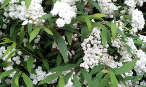 Spirea cantoniensis 'Lanceata'