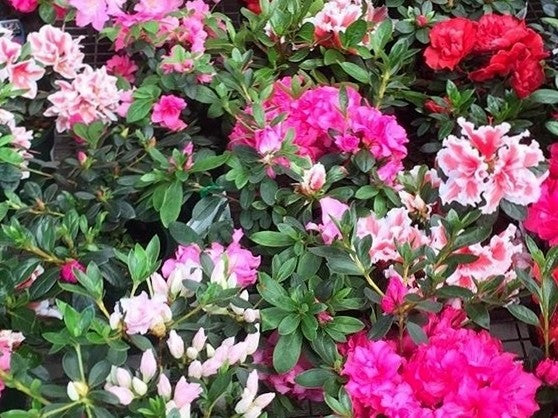 AZALEA SMALL POT