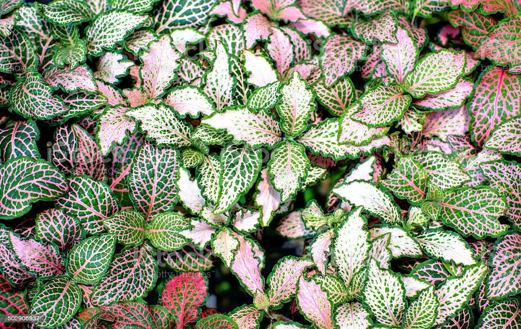 Fittonia verschaffeltii 'Fittonia'