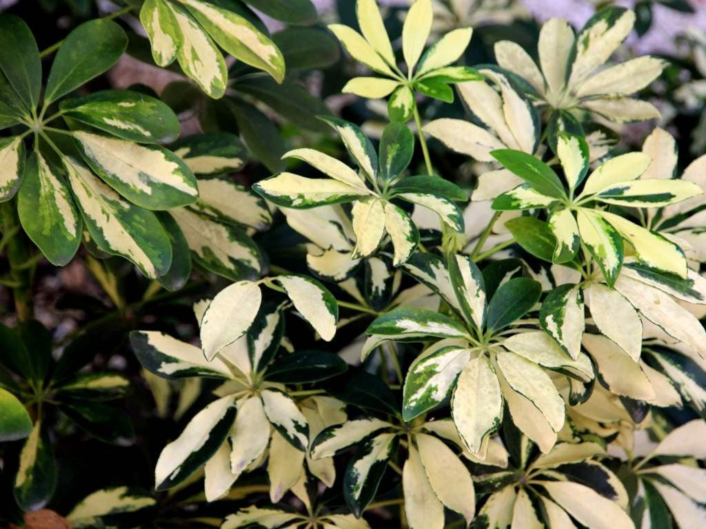 Schefflera Umbrella Variegated 180mm