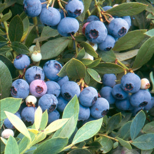 Blueberry Sunshine Blue [Sz:250MM]