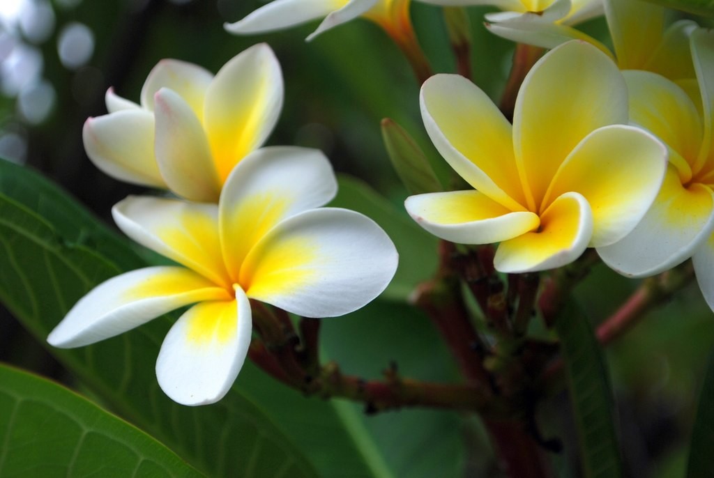 Plumeria175mm