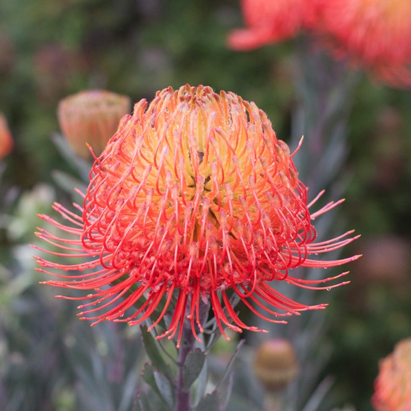 Protea ' So Exquiste'