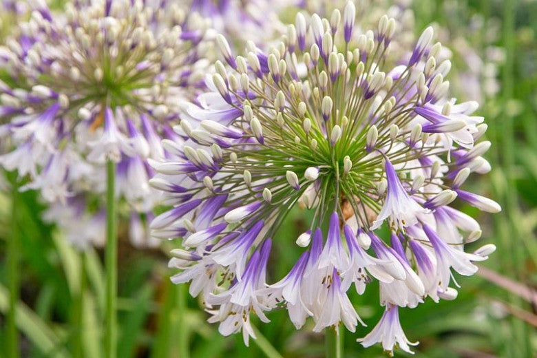 Agapanthus Fireworks [Sz:180MM]