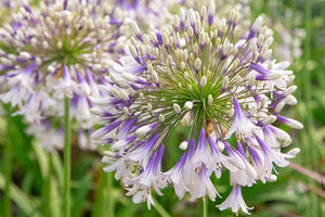 AGAPANTHUS - FIREWORKS [Sz:180MM]