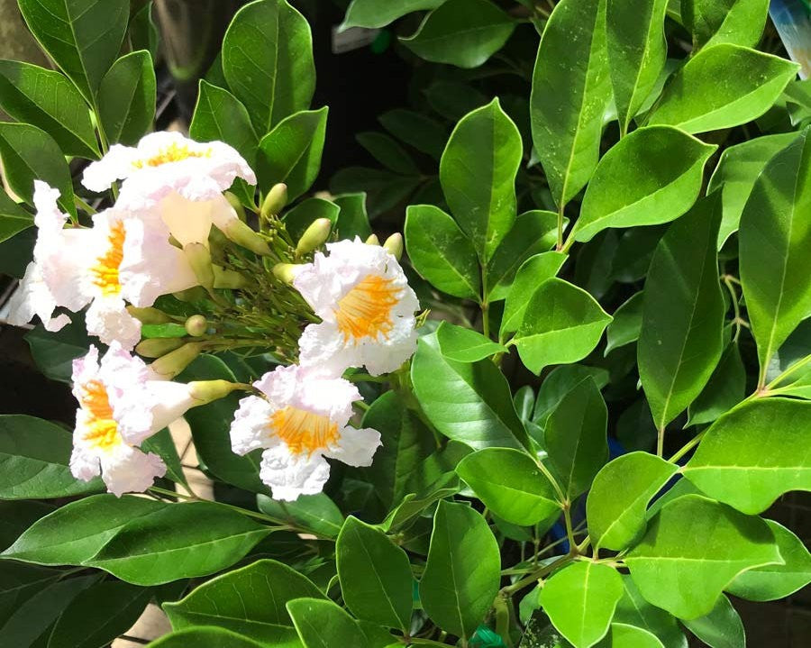 Radermachera Summer Scent 200mm