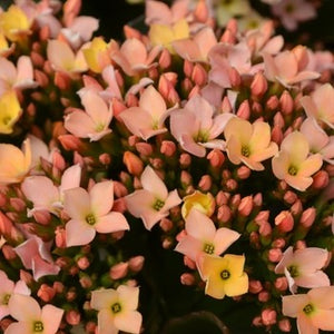 Kalanchoe 'Discodip' 130mm