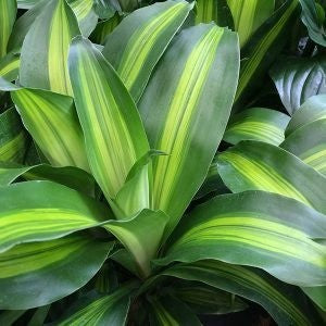 DRACAENA HAPPY PLANT' [Sz:140MM]