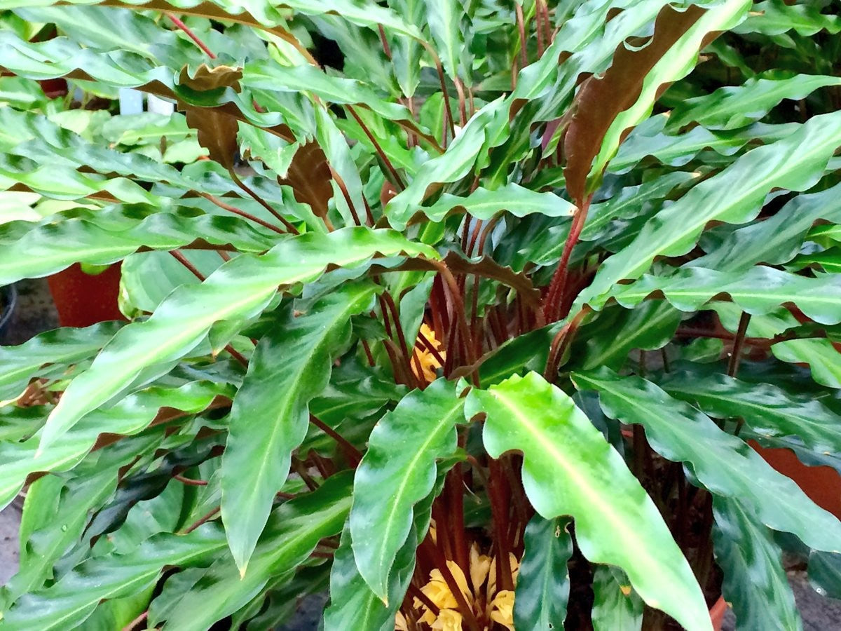 CALATHEA RUFIBARBA