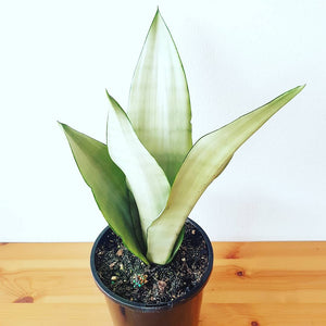 Sansevieria 'Moonshine' 255mm