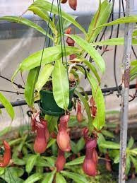 Nepenthes Premium 140XL