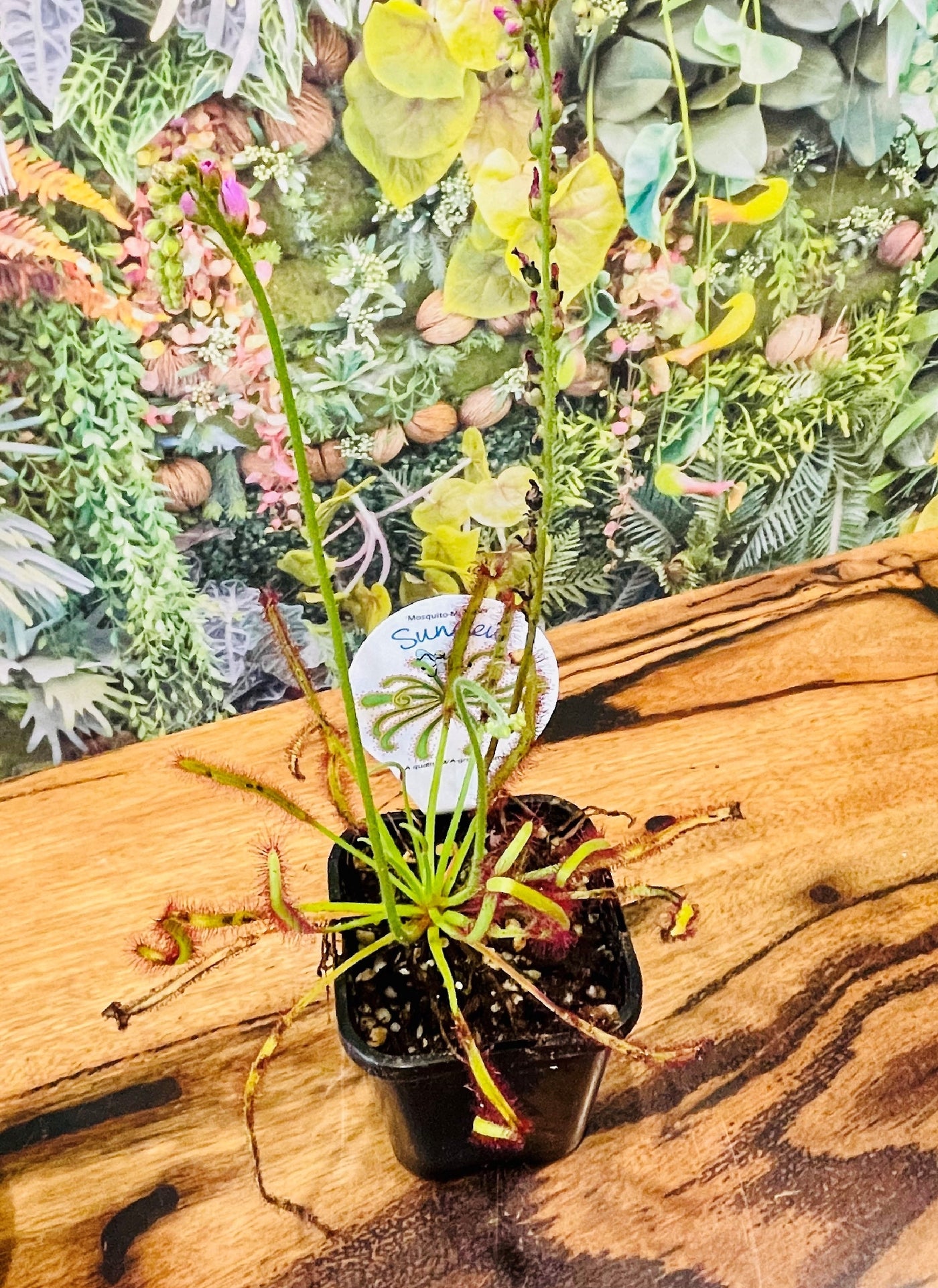 Sundews