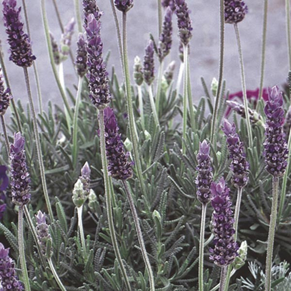 LAVENDER SERENITY PURPLE [Sz:140MM]