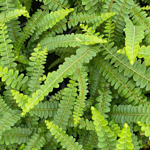 NEPHROLEPIS CORDIFOLIA (DUFFI FERN) [Sz:130MM]