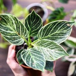 Philodendron Birkin [Sz:130MM]