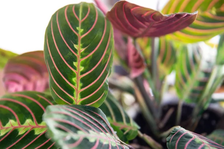 MARANTA RED PRAYER