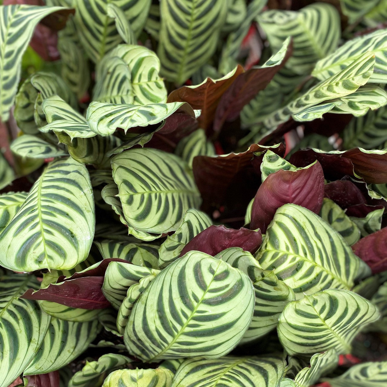 Calathea Ctenanthe - Burle Marxii [Sz:130MM]