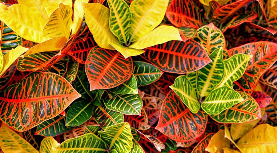 Codiaeum (Croton) 130MM