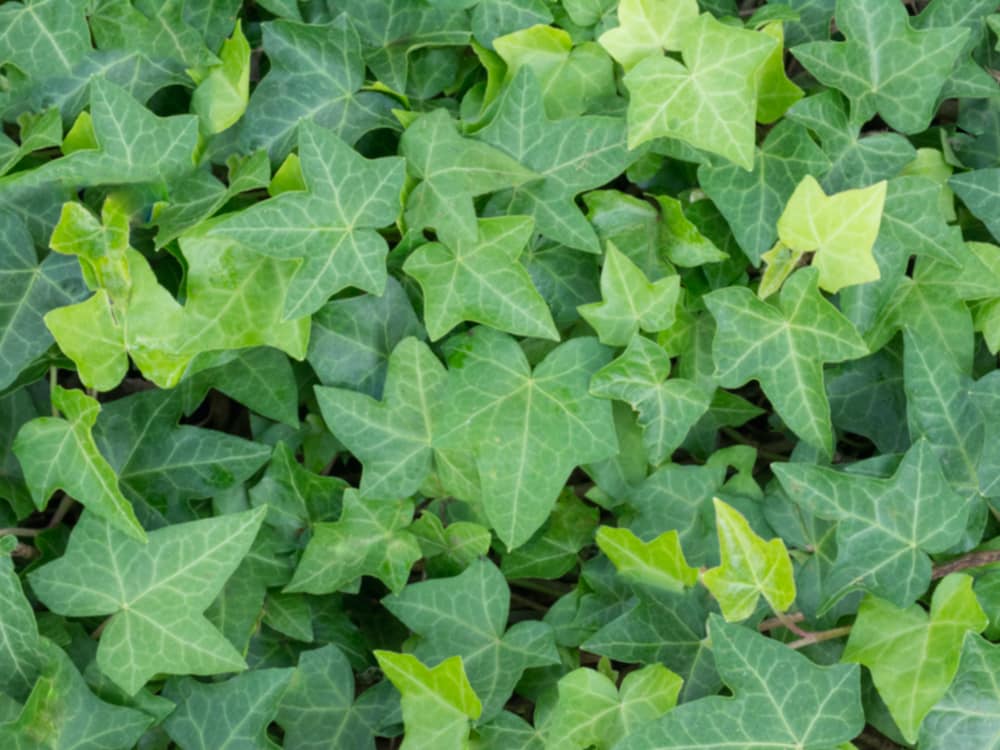 IVY GREEN