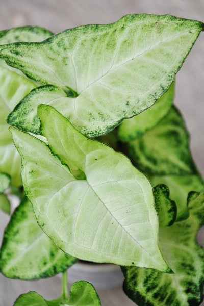 SYNGONIUM PODOPHYLLUM (SYNGONIUM WHITE BUTTERFLY) 130MM