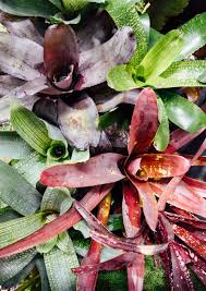 BROMELIAD