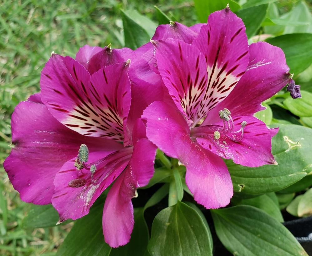 ALSTROEMERIA Tamara