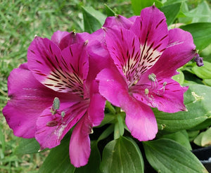 ALSTROEMERIA - TAMARA [Sz:175MM]