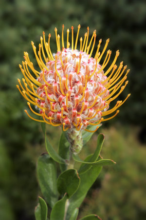 PROTEA CARNIVAL ORANGE [Sz:140MM]