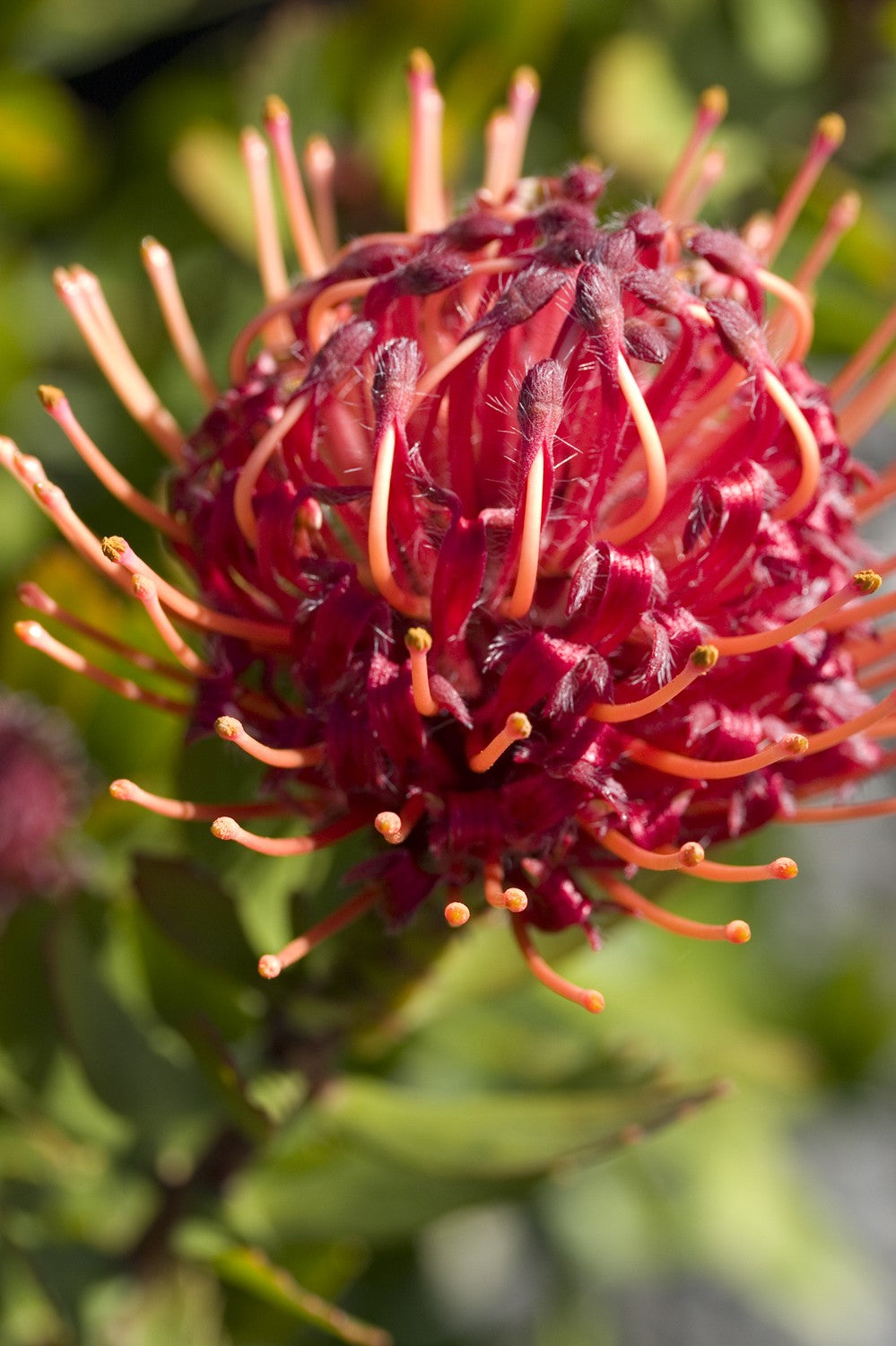 PROTEA CARNIVAL RED [Sz:140MM]