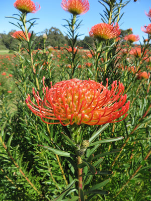 PROTEA SO SUCCESSFUL [Sz:140MM]