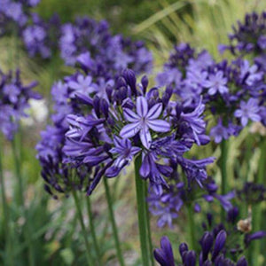 AGAPANTHUS - BUCCANEER [Sz:200MM]