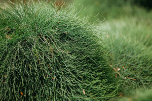 CASURINA COUSIN IT [Sz:175MM]
