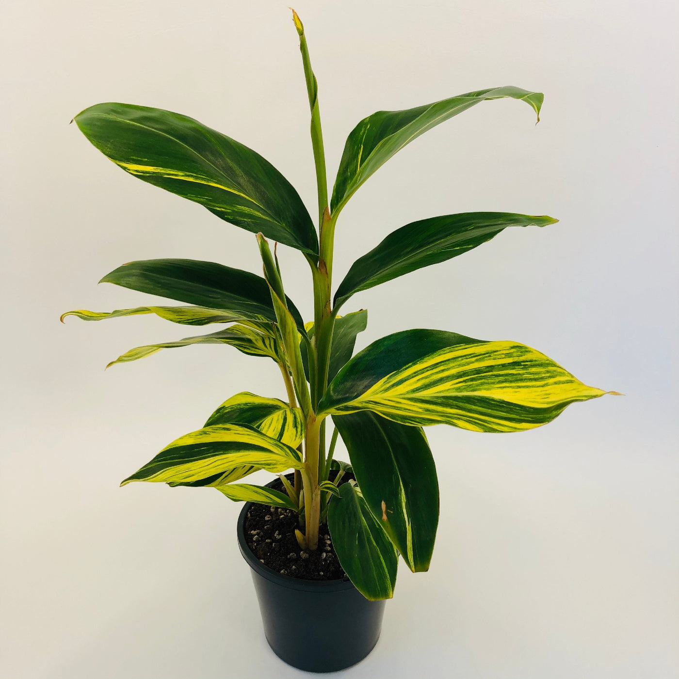 ALPINA GINGER