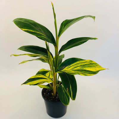 ALPINA GINGER