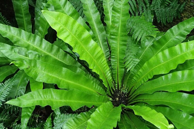 Asplenium (Bird Nest Fern) [Sz:130MM]