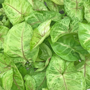 Syngonium Gold Illusion 130mm