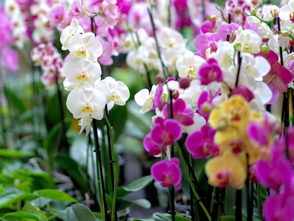 Phalaenopsis Orchid Plant Large