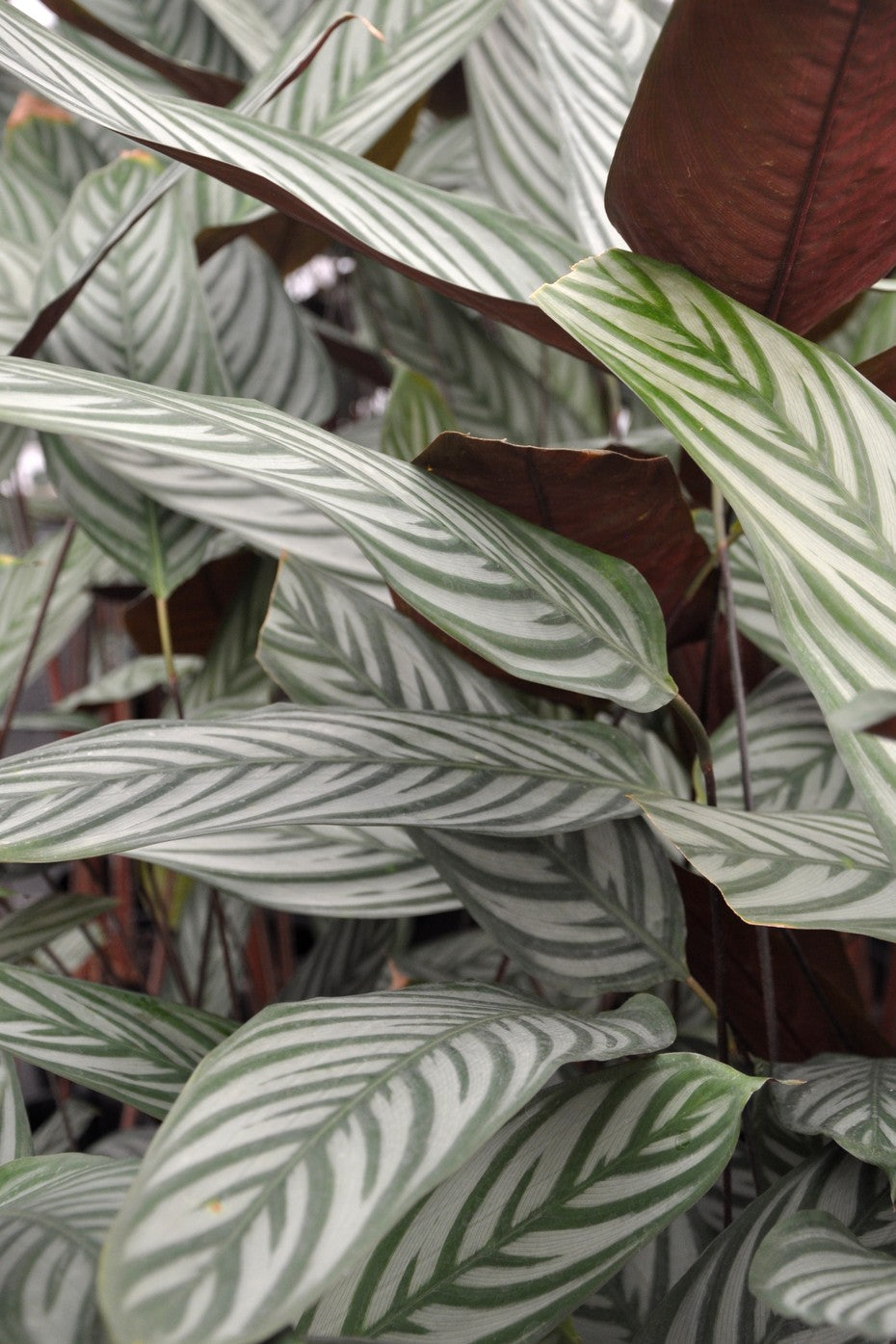 CTENANTHE SETOSA [Sz:130MM]