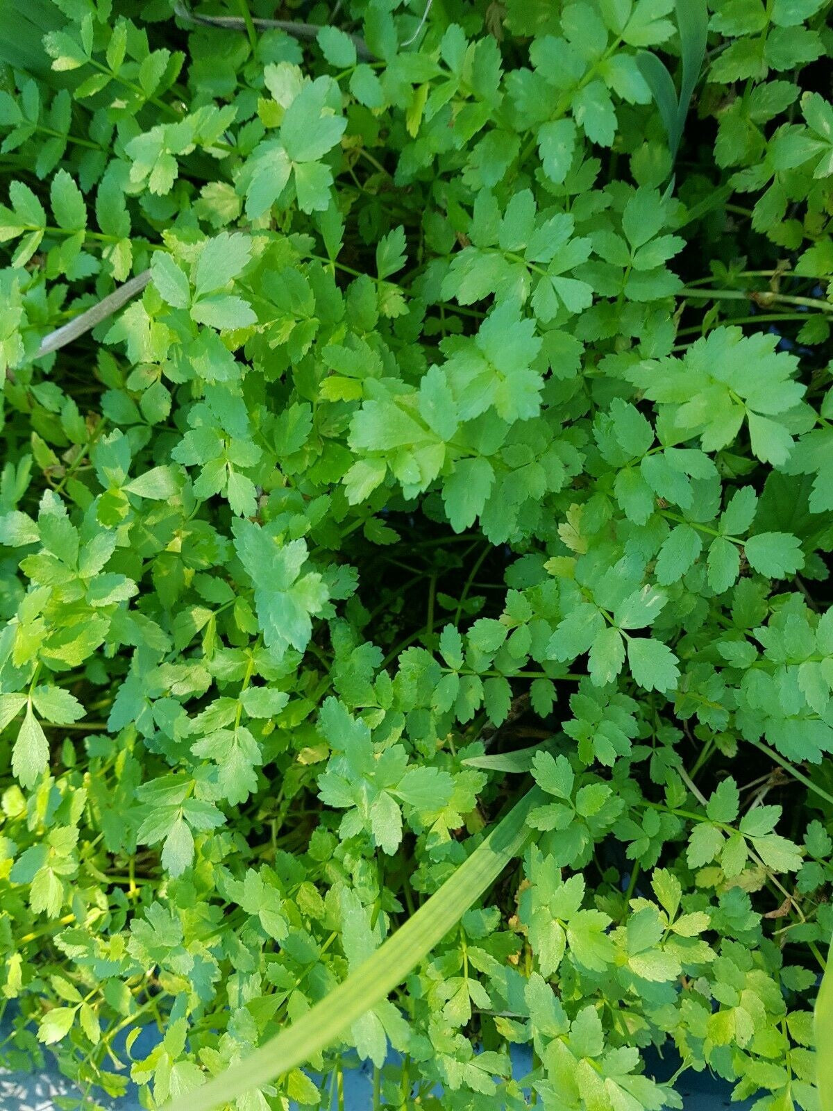 AETHIONEMA cordifolium Lebanese Cress