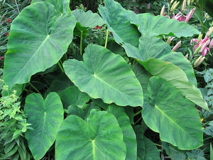 Colocasia esculenta 140mm