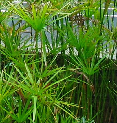 Cyperus alternifoloius 140mm